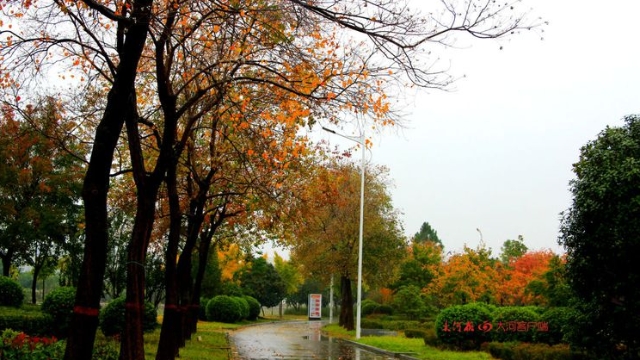 詩情畫意！秋冬之交一場雨 別樣周口落葉美