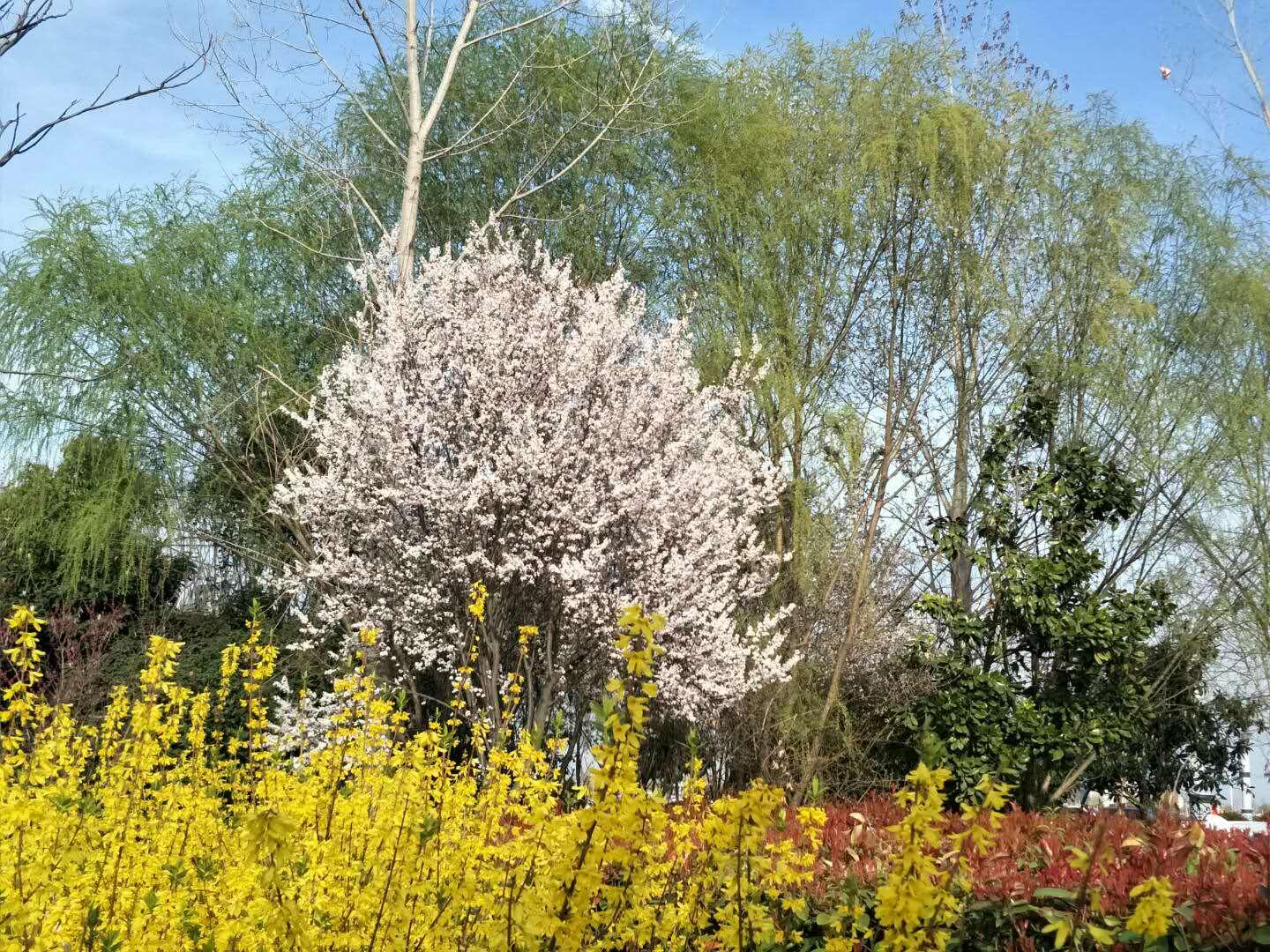 春天里，我們一起來(lái)看花