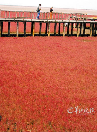 遼寧盤錦紅海灘，面積達9萬畝