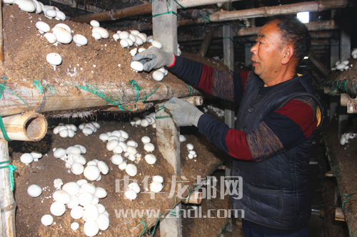 周口項城：食用菌種植基地內(nèi)，工人正在查看雙孢菇長勢