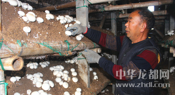 周口項(xiàng)城：食用菌種植基地內(nèi)，工人正在查看雙孢菇長勢